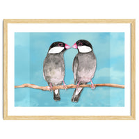 Two kissing Java sparrows