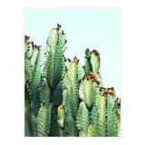 Cactus Love (Print Only) thumbnail