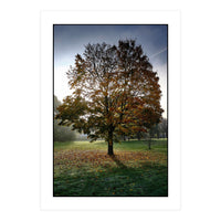 Autumnal Tree (Print Only)