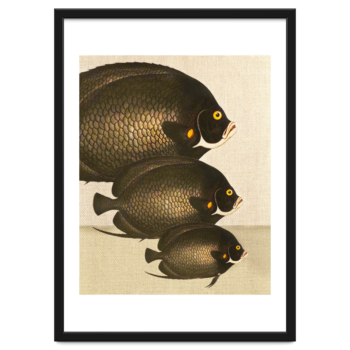 Fish Classic Designs 11