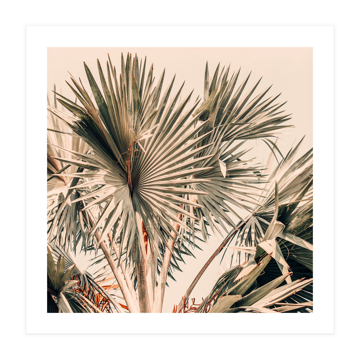 Morning Star (Print Only)