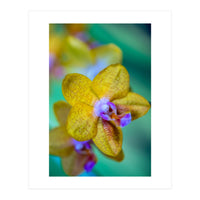 Orchidee Phalleanopsis (Print Only)