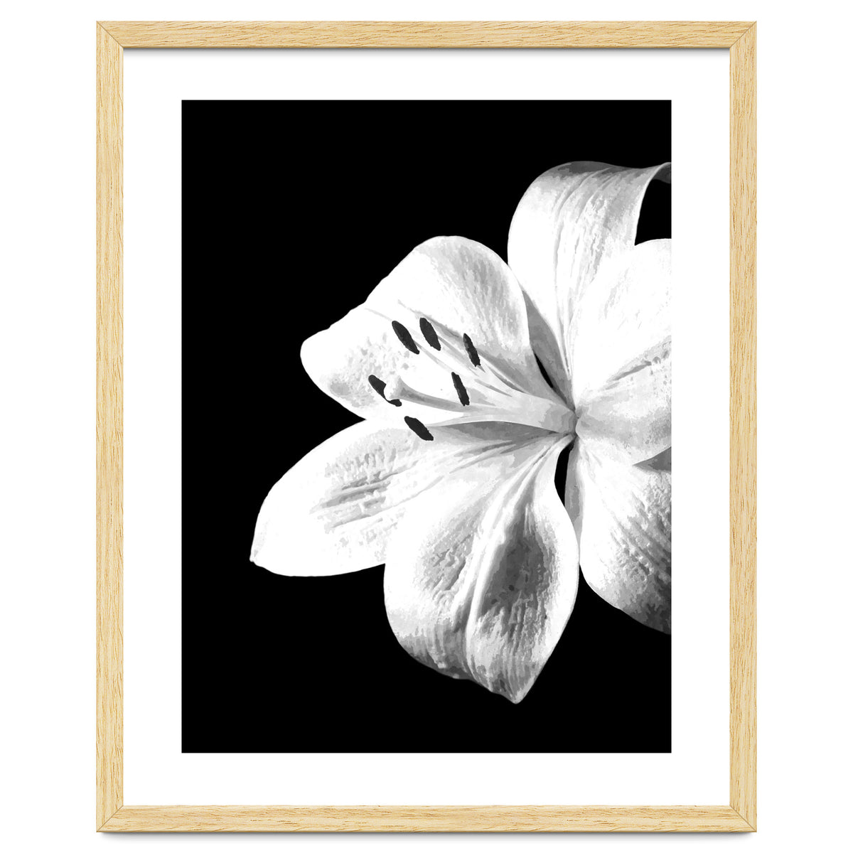 White Lily Black Background