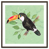 Toco toucan