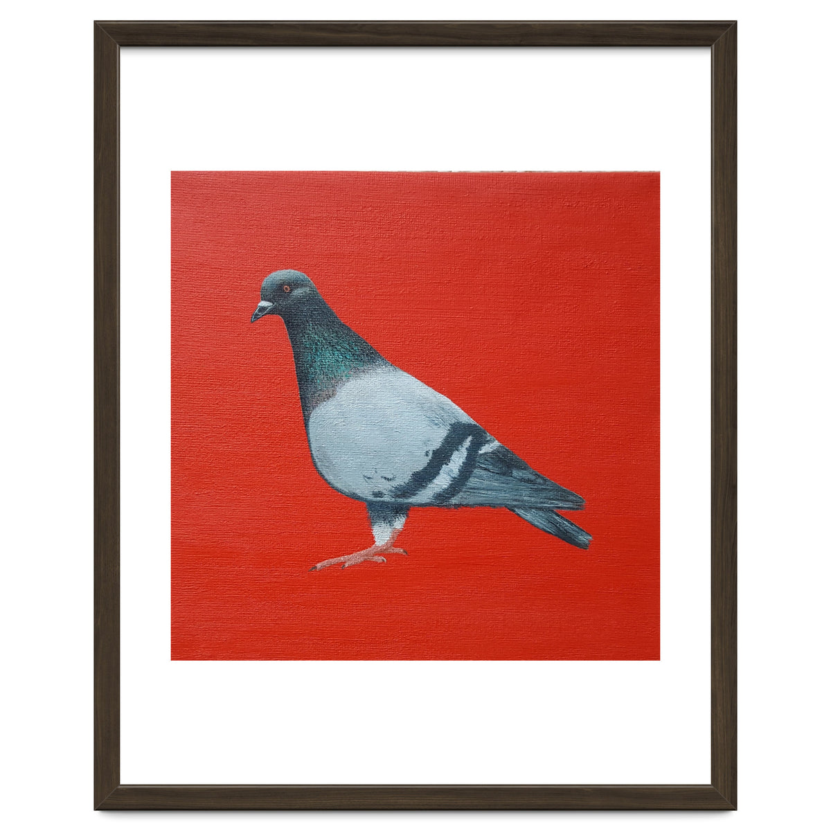 Pigeon
