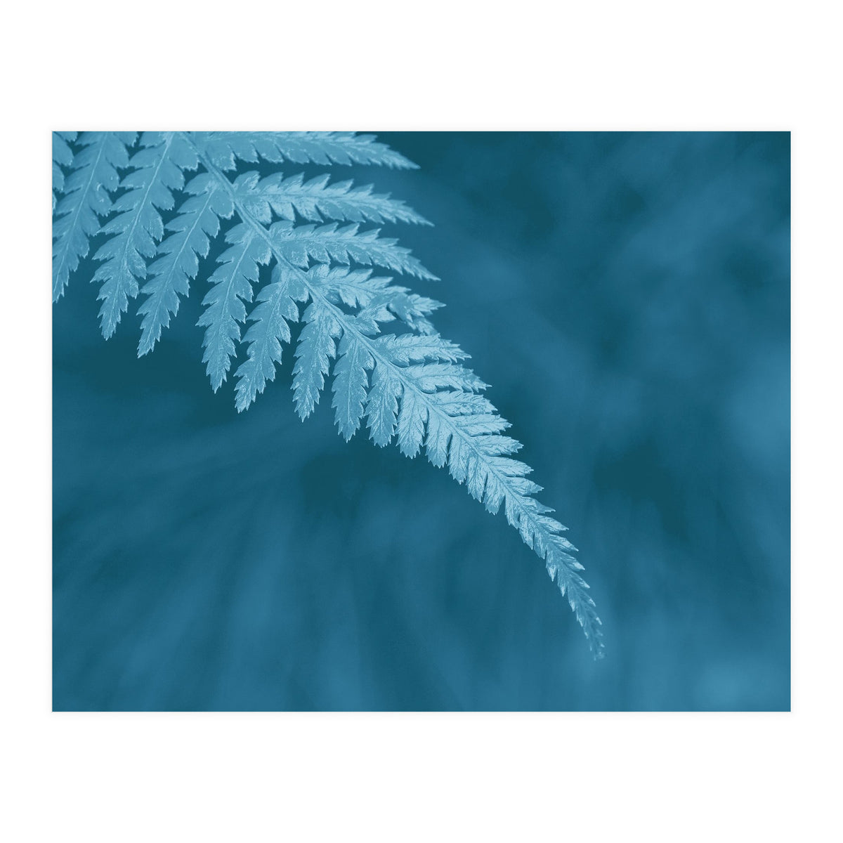 Pteridopsida 1 (Print Only)