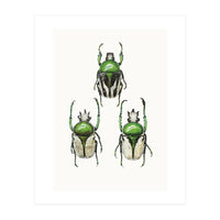 Cc Insects 04 (Print Only)