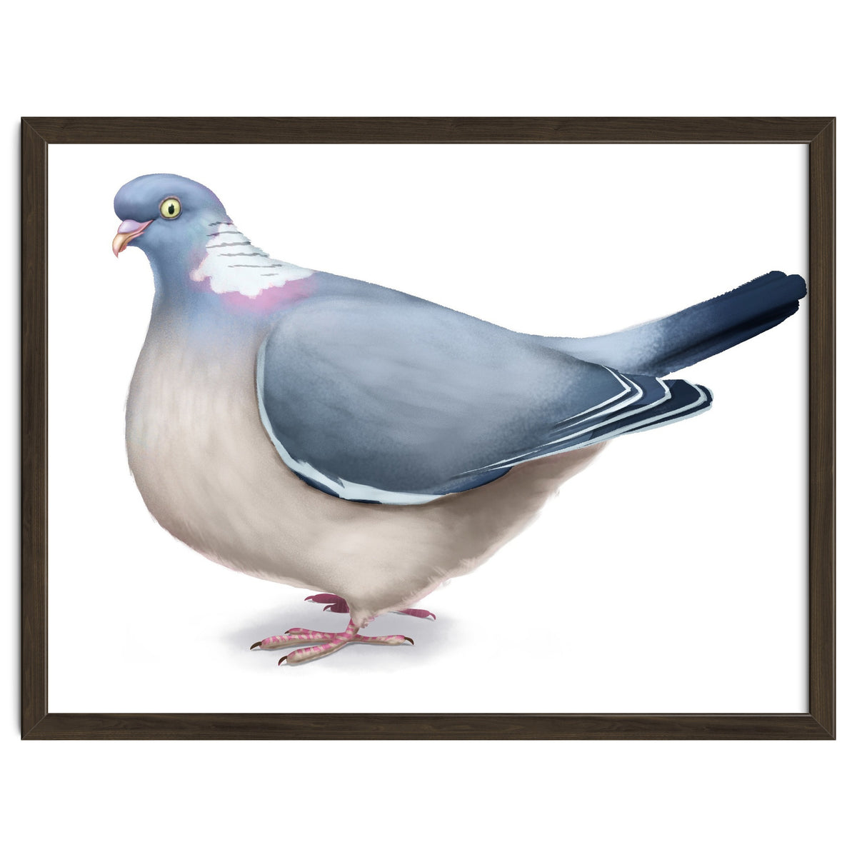 Wood Pigeon