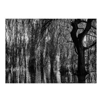 Weeping Willow (Print Only)