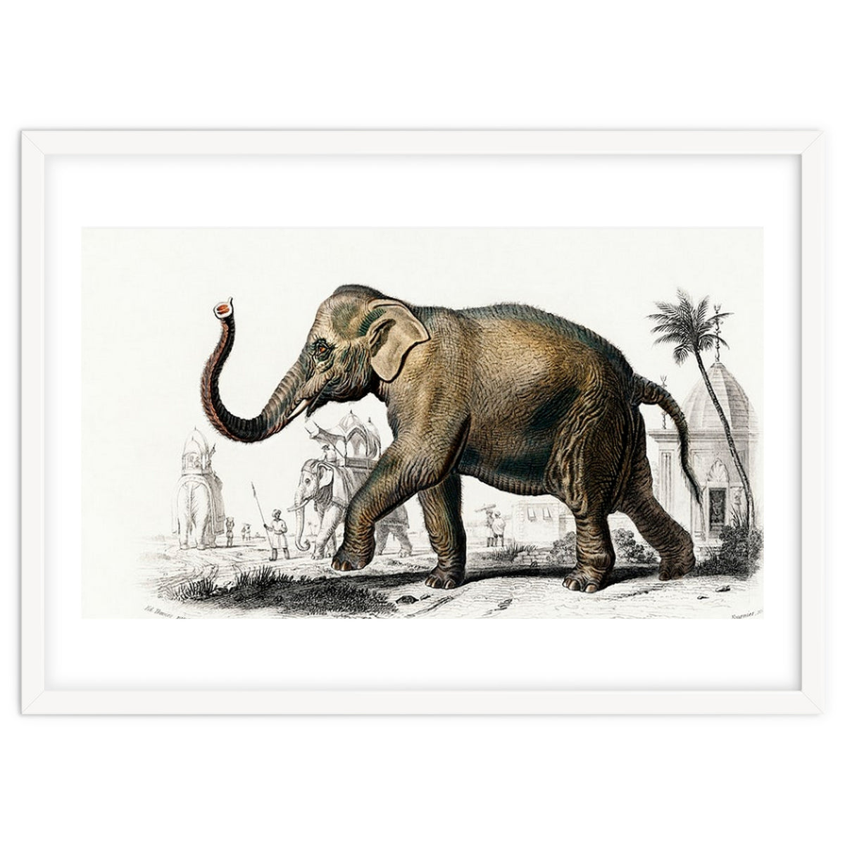 Asiatic elephant indicus illustrated