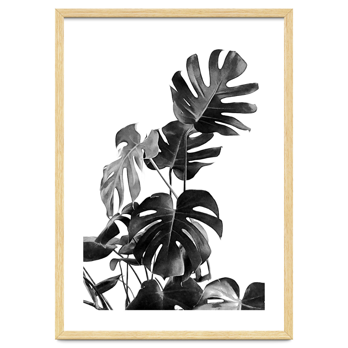 Monstera Black And White 09