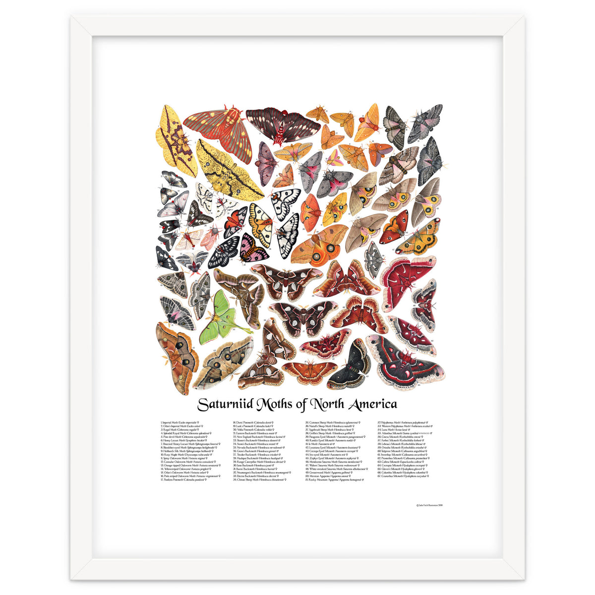 Saturniid Moths of North America