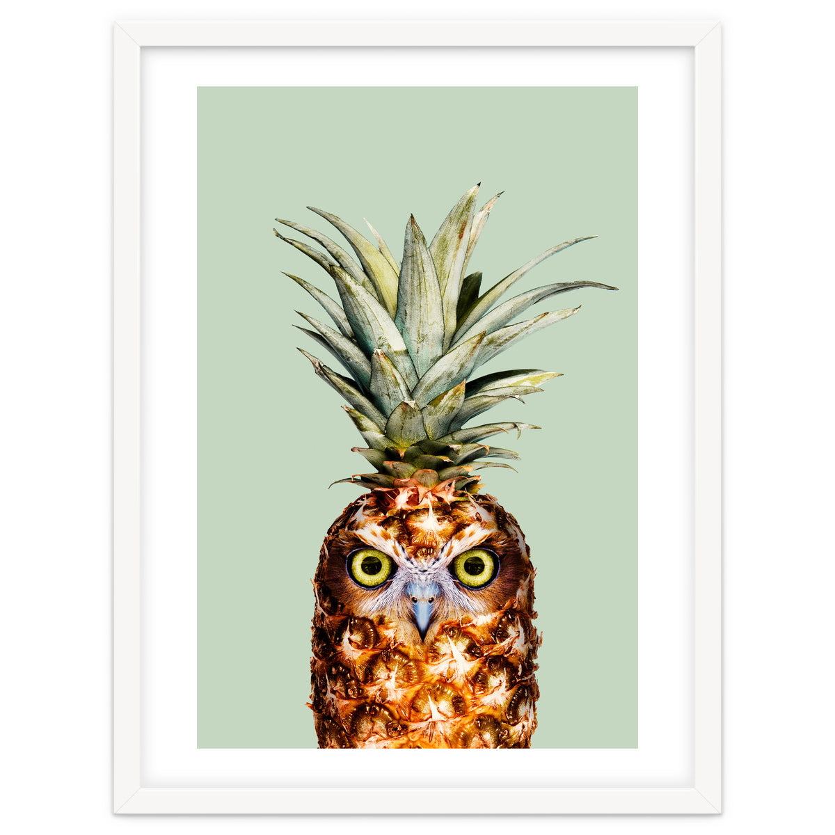 Pineapple Owl