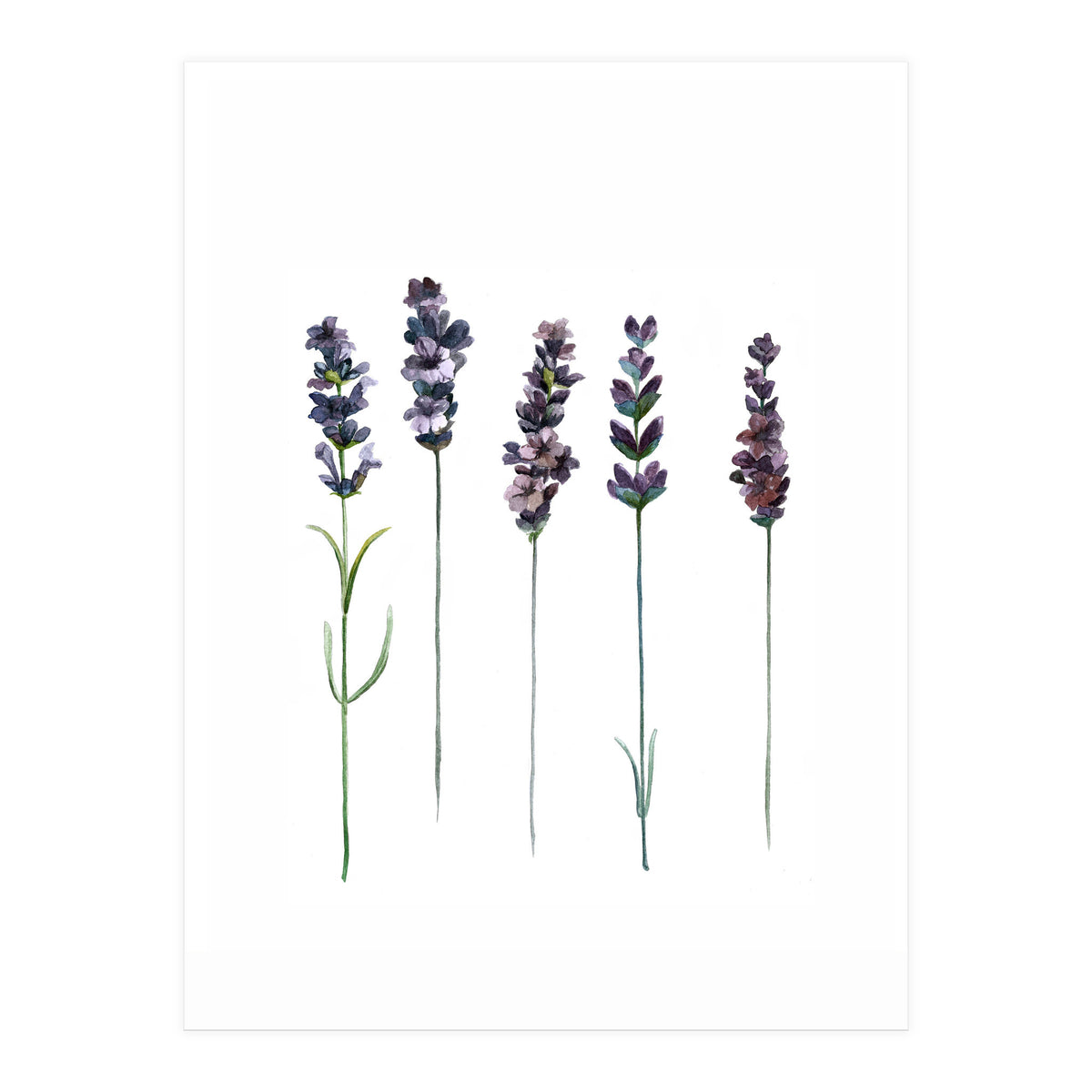 Botanical Illustration Lavender (Print Only)