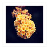 Autumn Flowers (Print Only) thumbnail