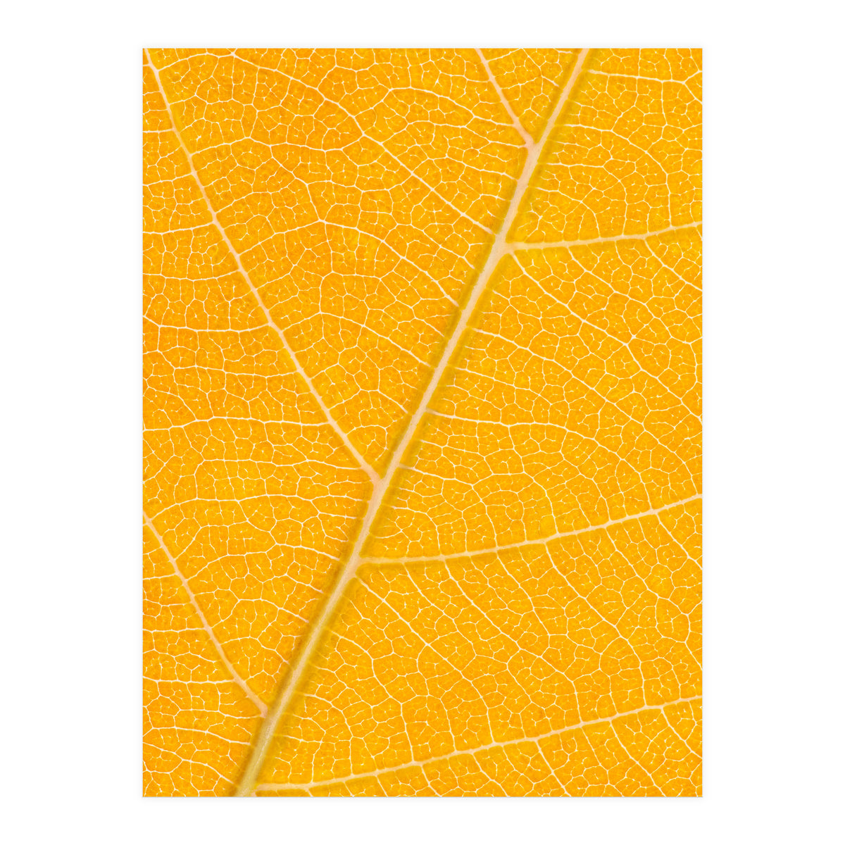 Autumn Leaf (Print Only)