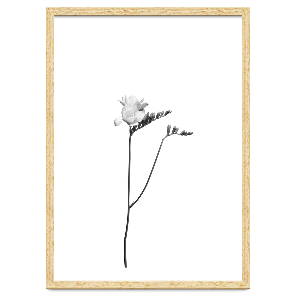 Freesia | bright design