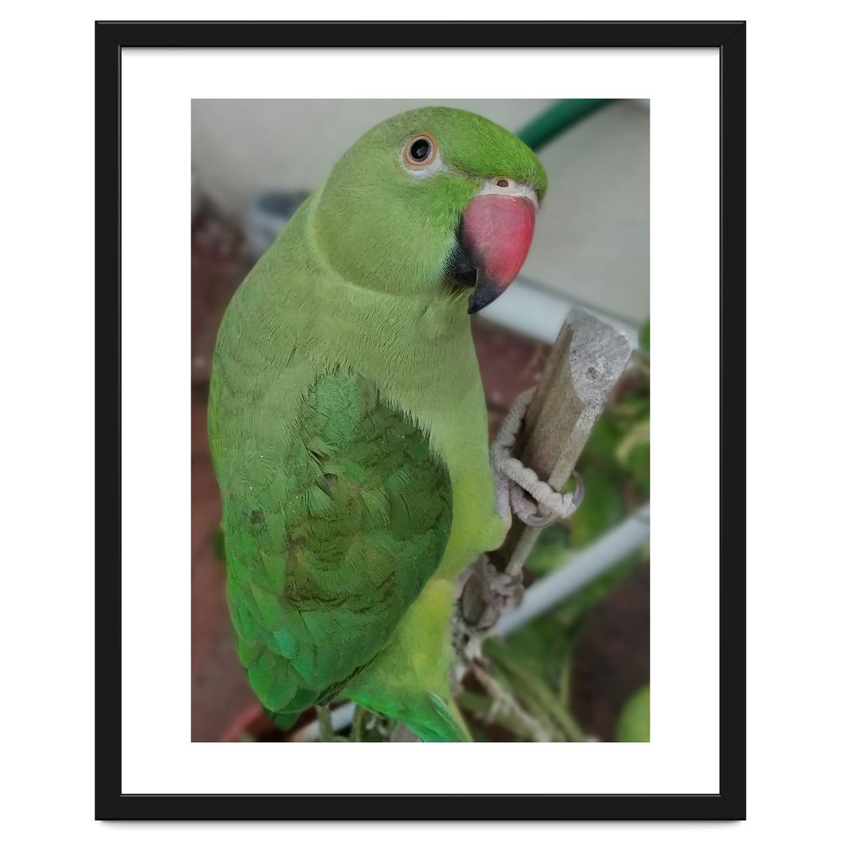 Lucky Indian Parakeet