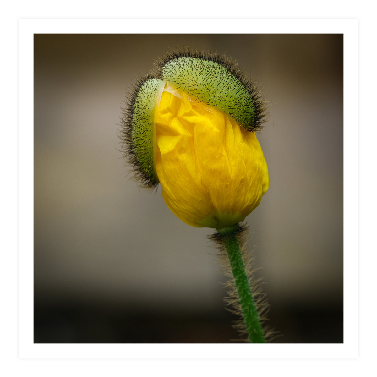 Yellow Poppy Opening  (Print Only)