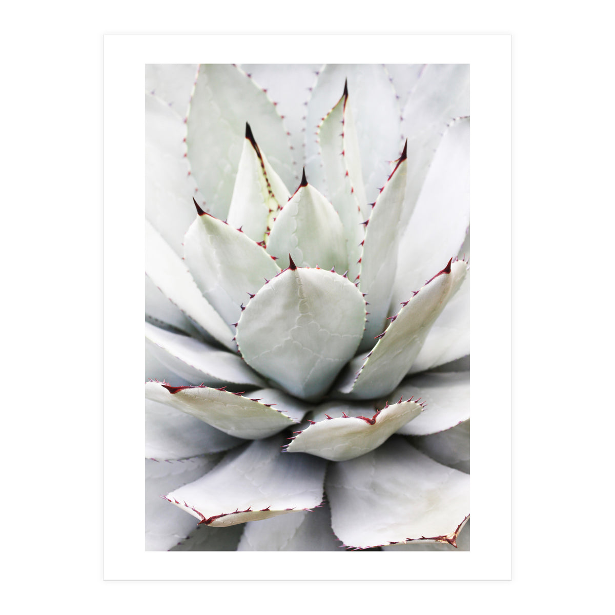 Agave plant (Print Only)