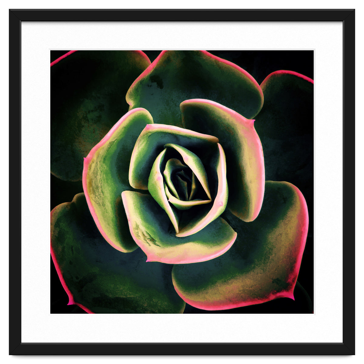 DARKSIDE OF SUCCULENTS XV