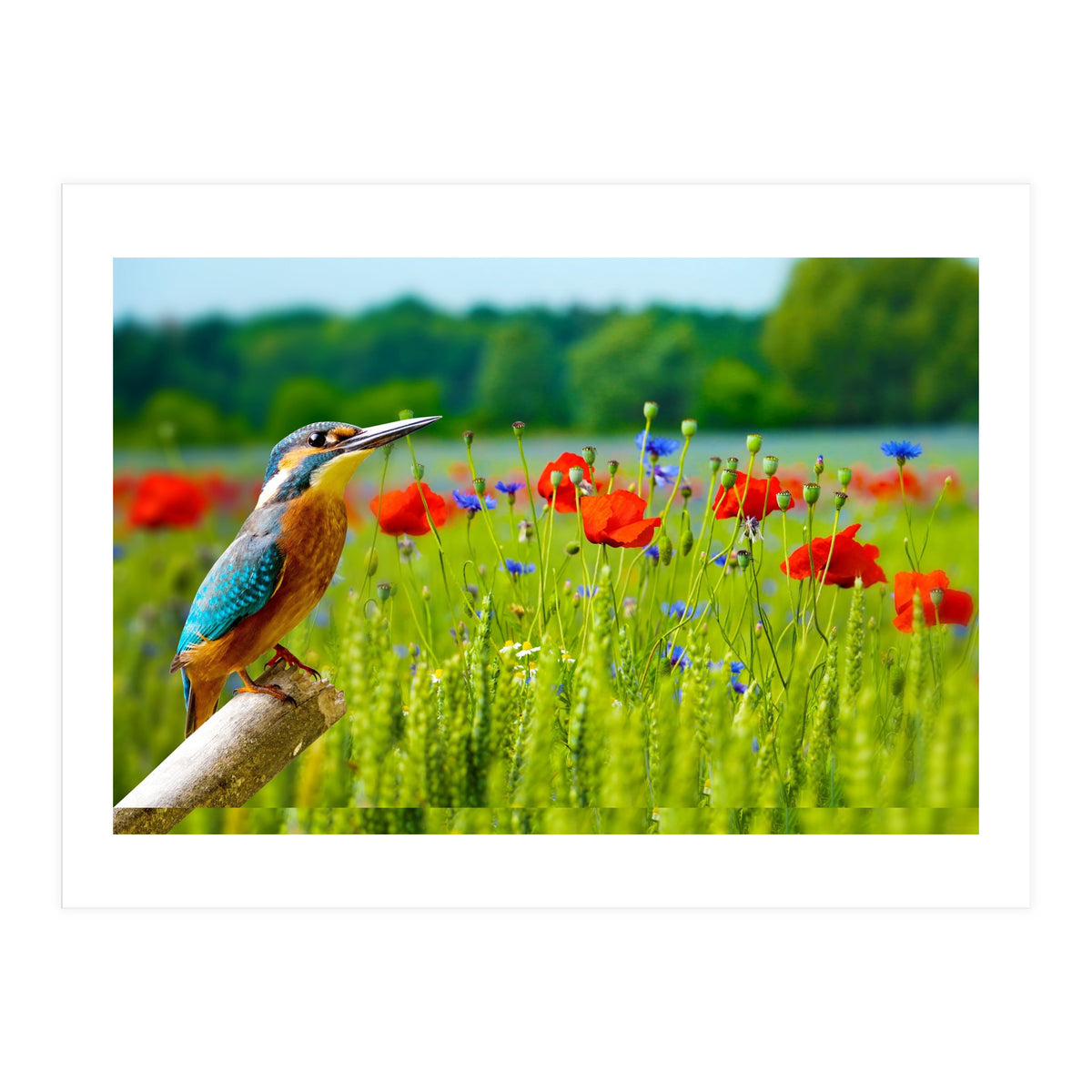 Bird and flower (Print Only)