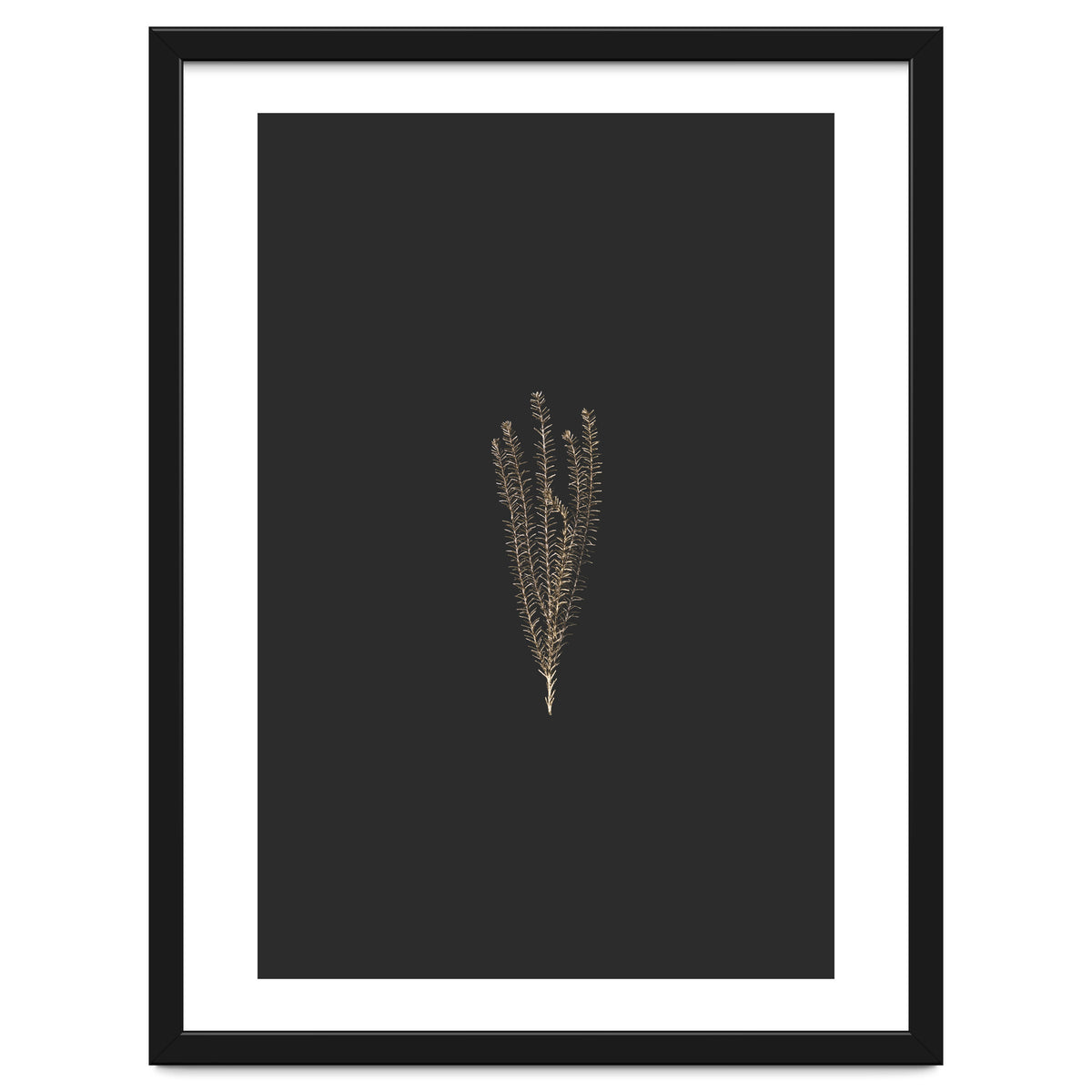 Delicate Fynbos Botanicals in Gold and Black