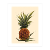 Pineapple (Print Only) thumbnail