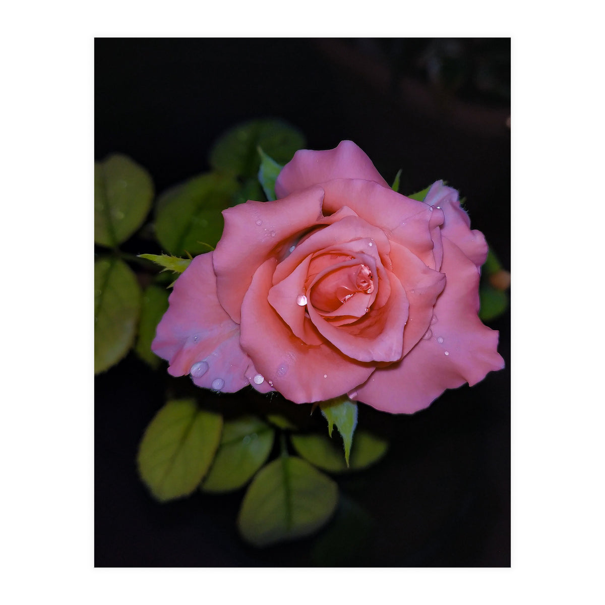 Pink Dew Rose (Print Only)
