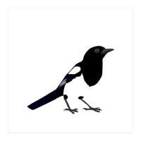 Magpie (Print Only)