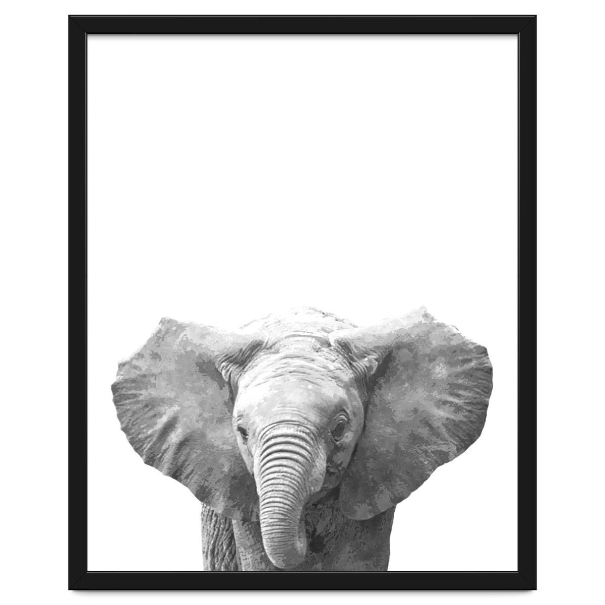 Black and White Baby Elephant