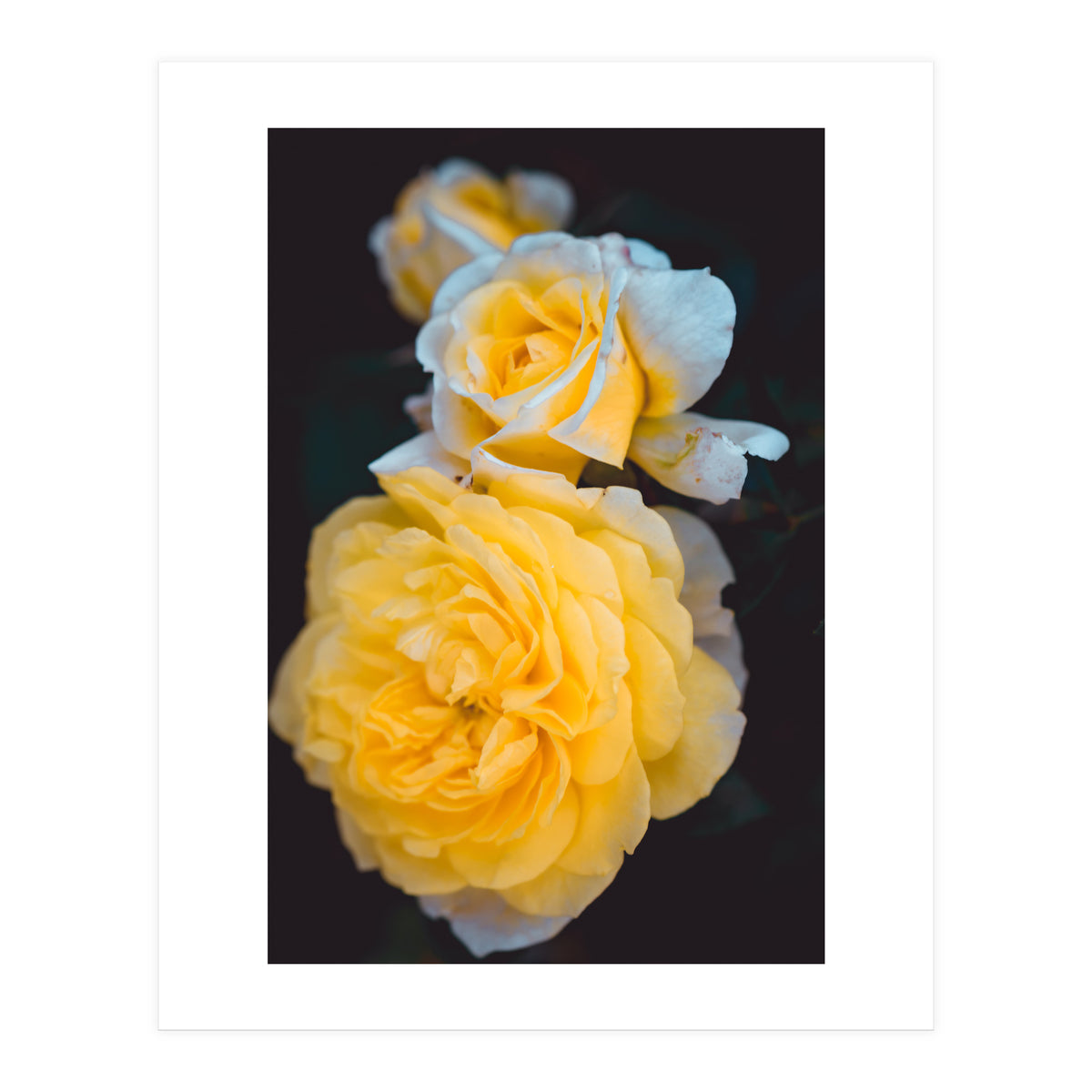 Yellow Rose (Print Only)