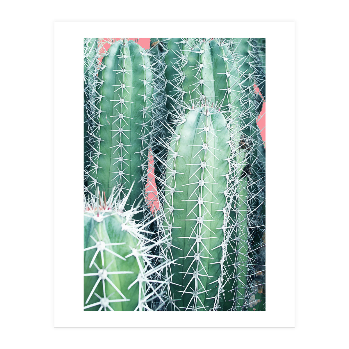 Cactus Up Close (Print Only)