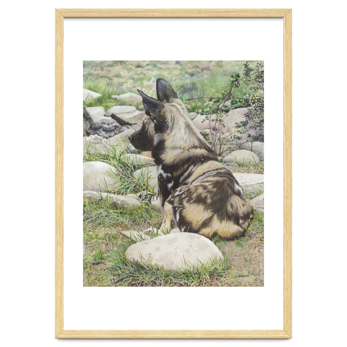 African Painted Dog I