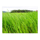 In the Tall Grass (Print Only) thumbnail