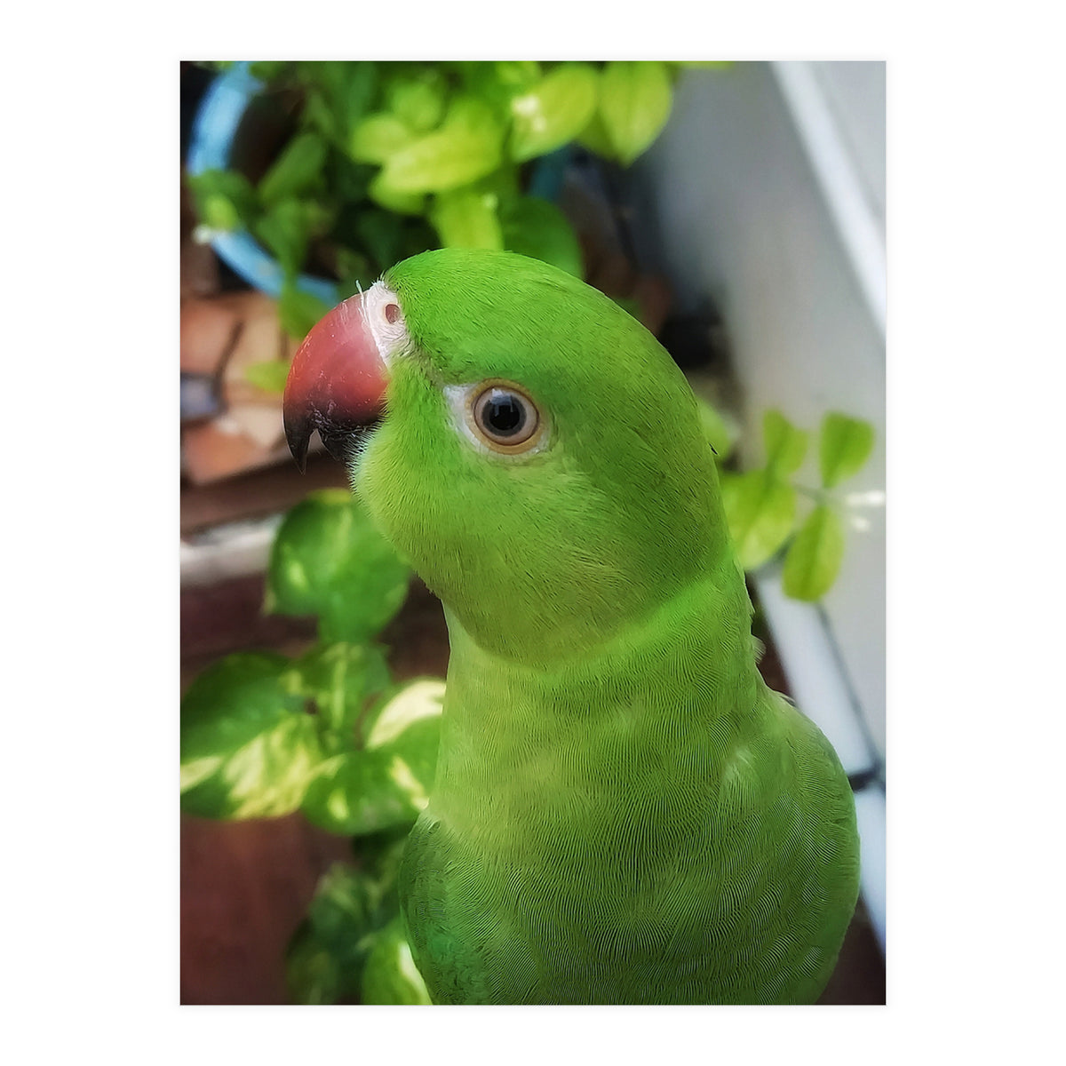 Gazing Parrot (Print Only)