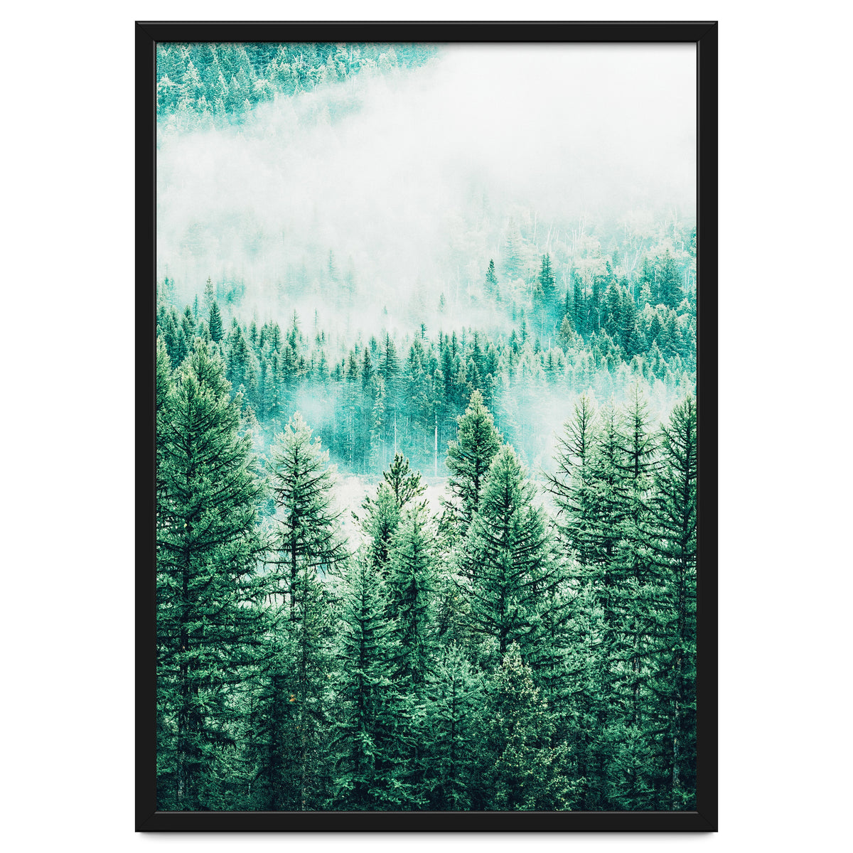 Forest And Fog