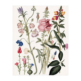 Flowers Botanical Vintage Illustration (Print Only) thumbnail