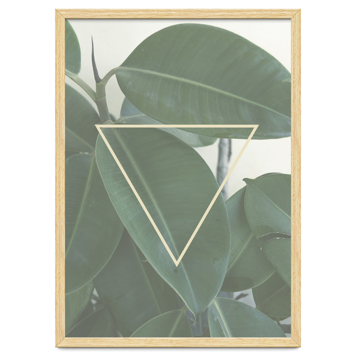ficus triangle