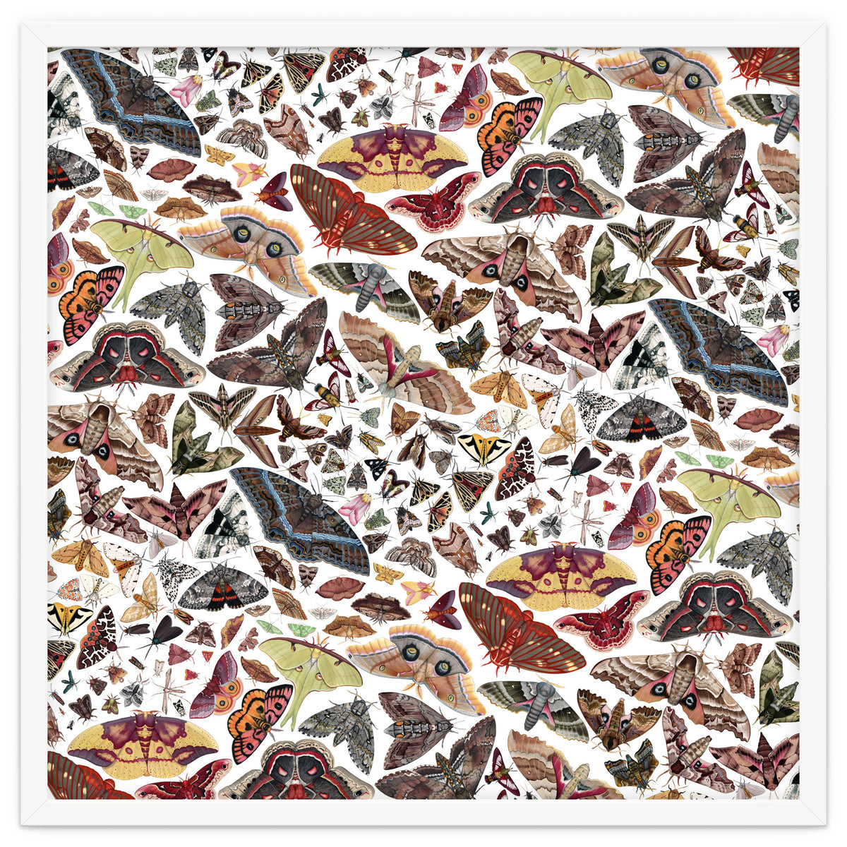 Moths of North America Pattern