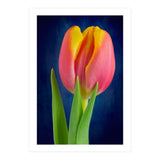 Tulip (Print Only) thumbnail