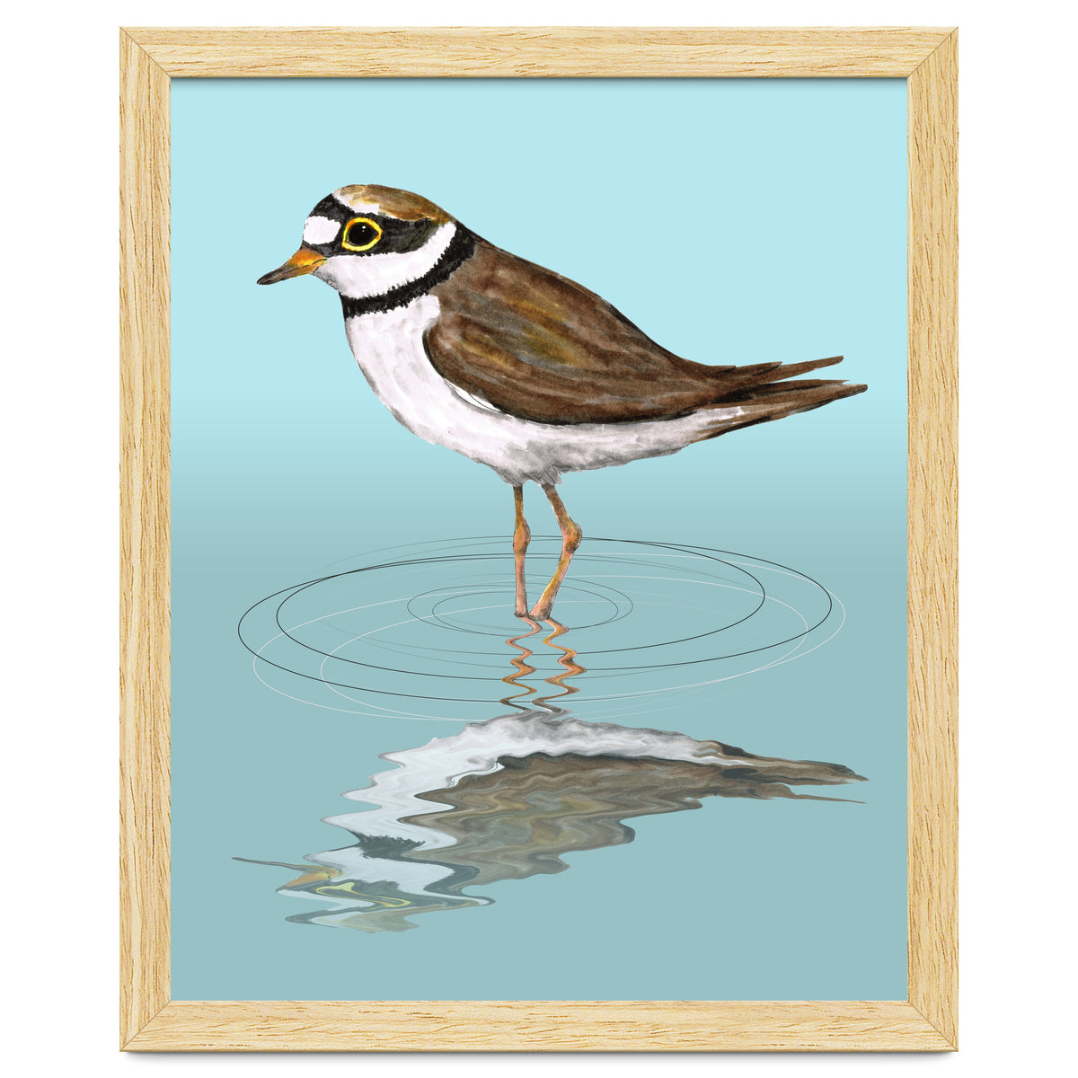Little ringed  plover