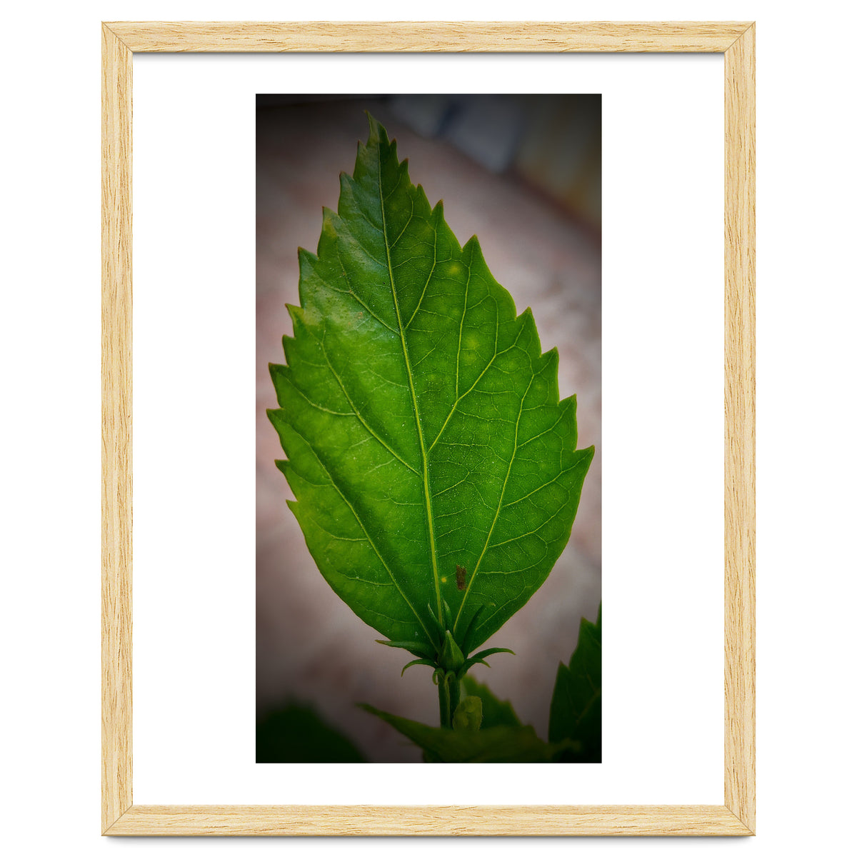 Hibiscus Plant Petal