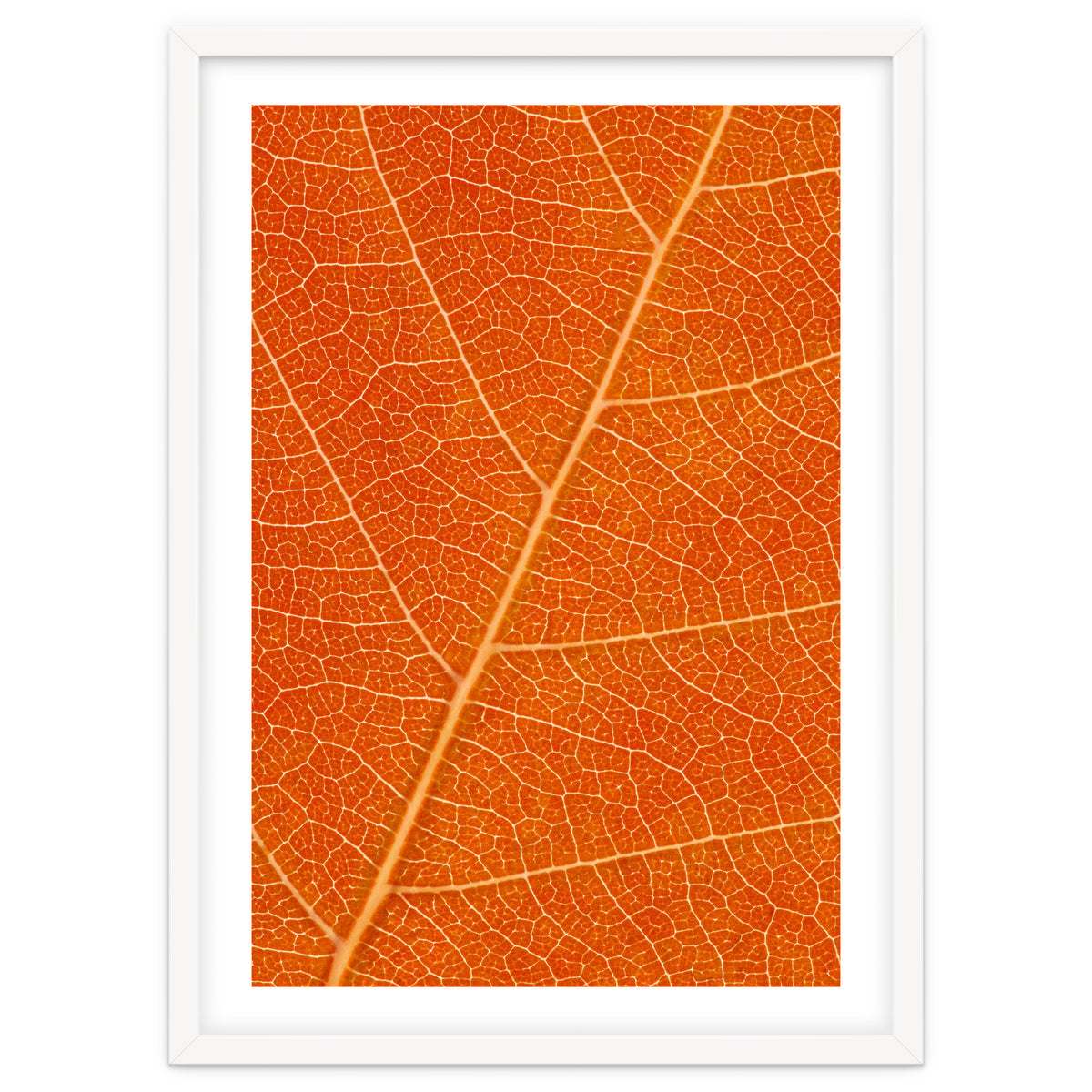 Autumn Leaf
