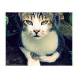 Photogenic Cat (Print Only) thumbnail