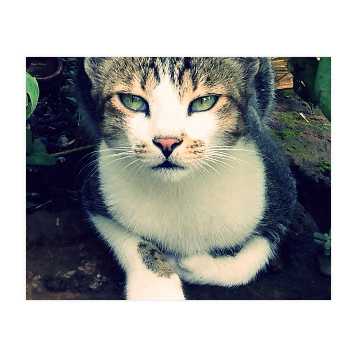 Photogenic Cat (Print Only)