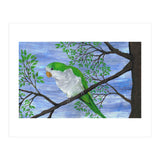 Quaker parrot (Print Only) thumbnail