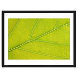 Autumn Leaf thumbnail