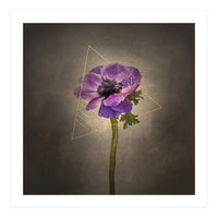 Graceful flower - Anemone coronaria | vintage style gold (Print Only)