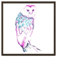 Barn Owl Pinquoise